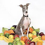 Excellent Italian Greyhound Excellent Italian Greyhound